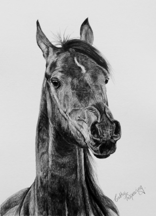 maheela arab mare